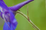 Alabama larkspur